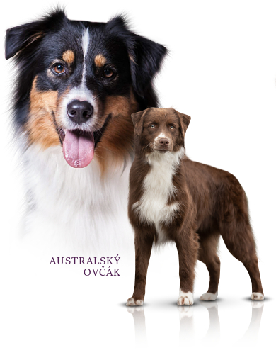 Australsk ovk