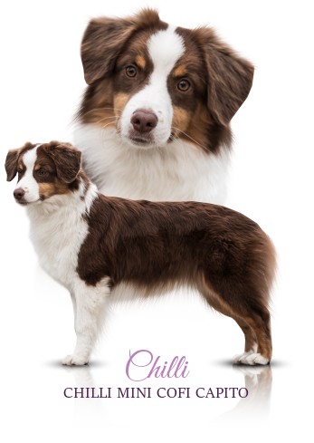 Chilli - Miniaturn americk ovk