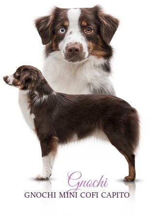 Gnochi - Miniaturn americk ovk