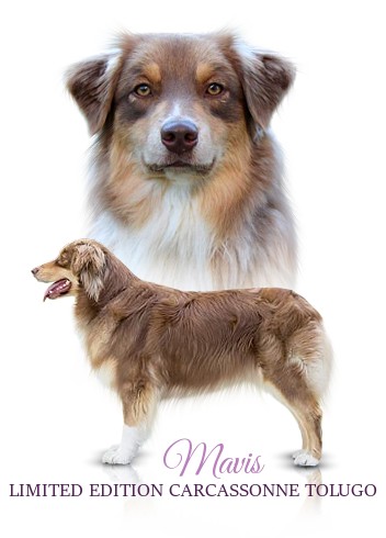 Mavis - Australsk ovk