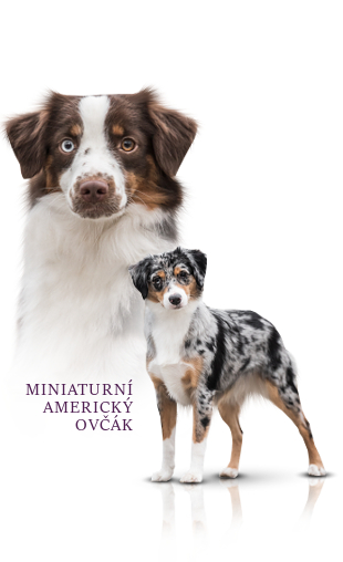 Miniaturn americk ovk